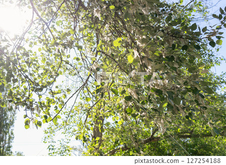 Blooming poplar tree in spring sunlight Blooming poplar tree in spring sunlight 127254188