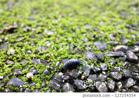A pillbug walking on a mossy road 127254354
