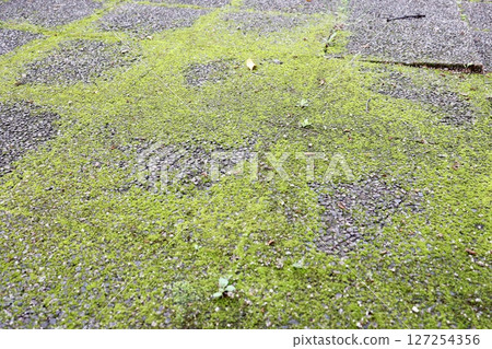 A road covered with moss during the rainy season in June 127254356