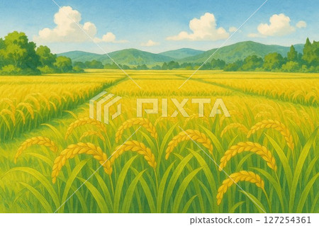 Golden ripe rice 127254361