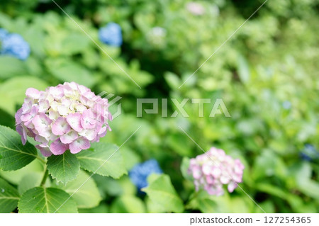 背景中的粉紅色繡球花和藍色繡球花 - 一片開滿繡球花的田野 127254365