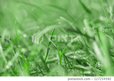 Green grass thin focus part with water drops as background. Green grass thin focus part with water drops as background. 127254392