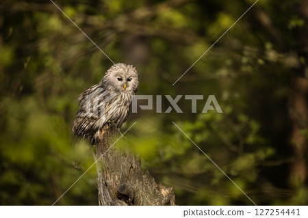 Ural Owl, Strix uralensis, sitting on tree branch, in green forest, Wildlife scene from nature. Owl in the forest habitat, Sumava NP, Czech Republic 127254441