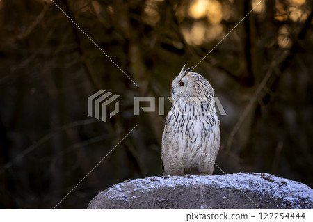 Winter scene with Big Eastern Siberian Eagle Owl, Bubo bubo sibiricus, sitting ion the rock with snow iin winter sunset 127254444