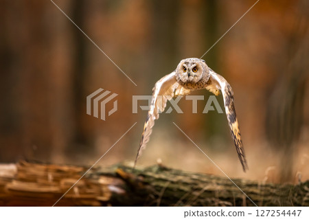 Asio otus, Long-eared Owl flying in dried vegetation in autumn forest during sunset. Wildlife scene from the nature habitat. Asio otus, Long-eared Owl flying in dried vegetation in autumn forest during sunset. Wildlife scene from the nature habitat. 127254447