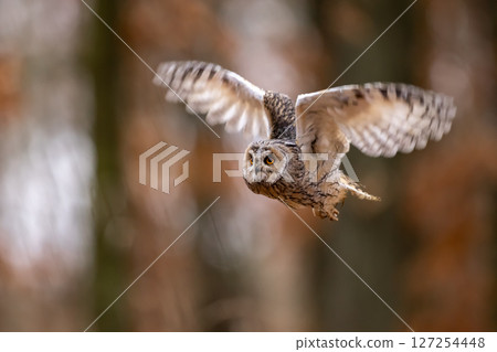 Asio otus, Long-eared Owl flying in dried vegetation in autumn forest during sunset. Wildlife scene from the nature habitat. 127254448