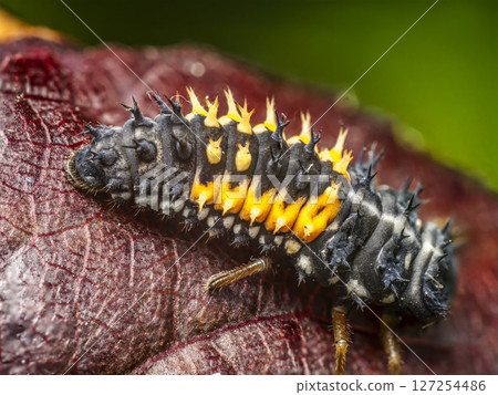 Ladybug larva on a Colorful Textured Surface Ladybug larva on a Colorful Textured Surface 127254486