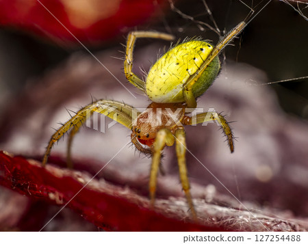 Cucumber green spider on a Delicate Web 127254488