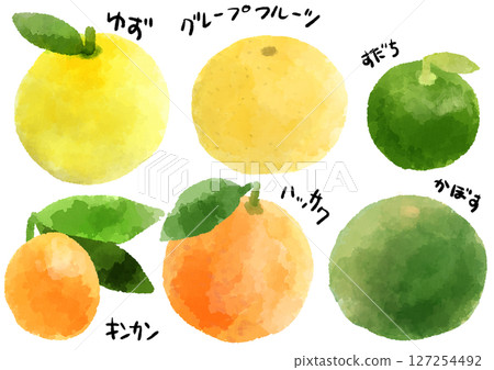 Citrus fruit icon illustration hand-drawn watercolor style Citrus fruit icon illustration hand-drawn watercolor style 127254492