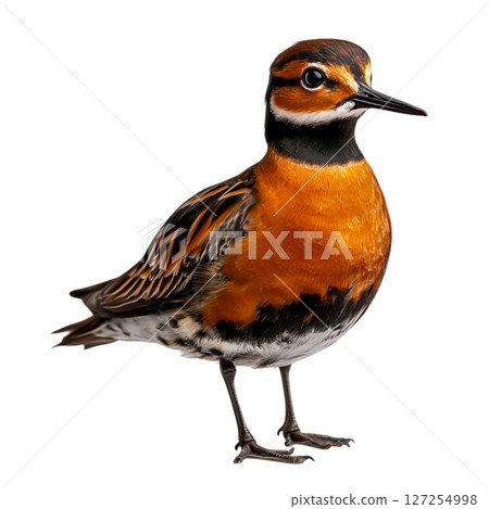 Vibrant Orange and Black Bird with Distinctive Feather Patterns on White Background 127254998
