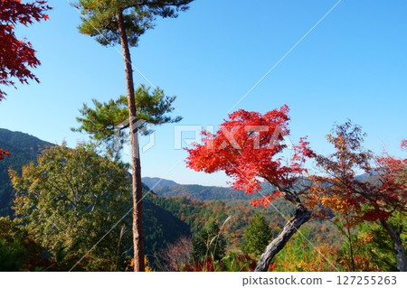 A photo of red autumn leaves and the sky on a sunny day A photo of red autumn leaves and the sky on a sunny day 127255263