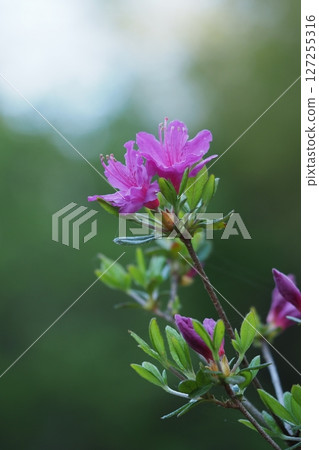 杜鵑花粉紅色的花朵 127255316