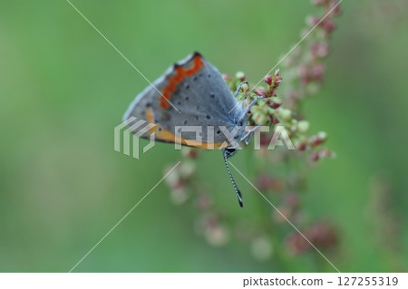 清晨的灰蝶 清晨的灰蝶 127255319