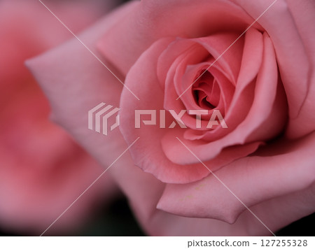 "Princess Aiko" is a pink rose that bloomed beautifully in May. 127255328