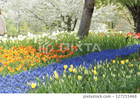 Tulip fields and cherry blossoms in the park Tulip fields and cherry blossoms in the park 127255468