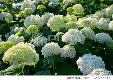 White hydrangea 127255513