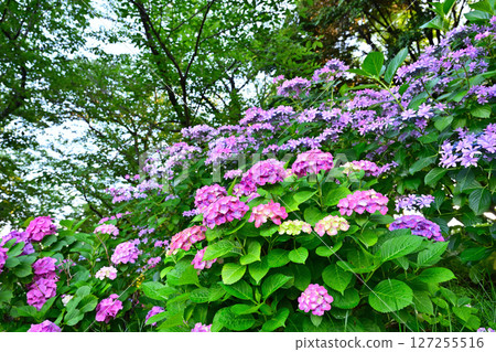 Hydrangea blooming in the clear of the rainy season Hydrangea blooming in the clear of the rainy season 127255516