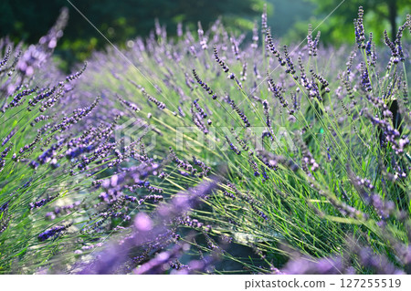 Lavender in the morning sun 127255519