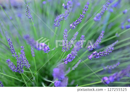 Blue flower lavender 127255525