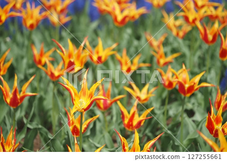 A rare tulip shape 127255661