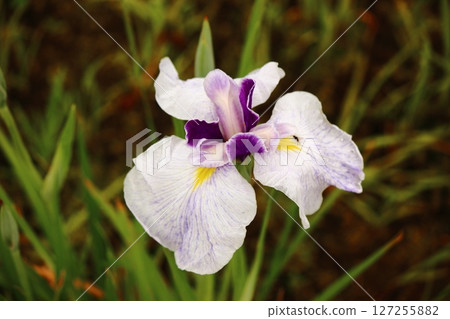 北山公園盛開的菖蒲(2) 北山公園盛開的菖蒲(2) 127255882