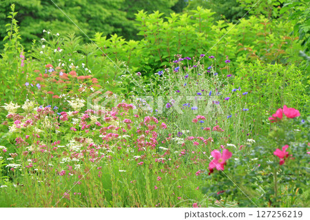 Ikedacho Herb Center Flower and Herb Garden 127256219