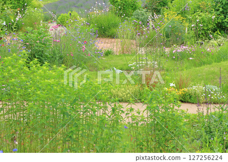 池田町香草中心花卉與香草園 127256224