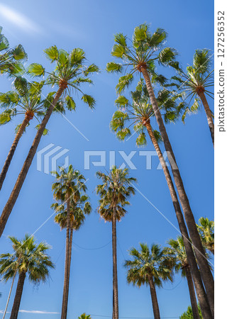 Tall palm trees rise toward a bright blue sky in Cannes, France, showcasing vibrant green fronds and a serene Mediterranean atmosphere. 127256352