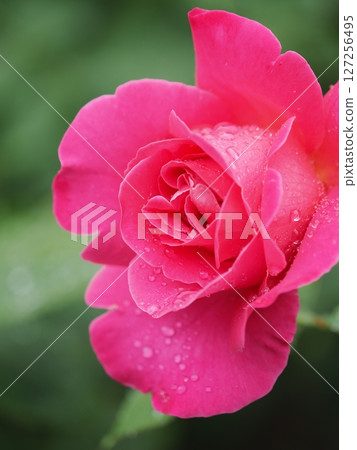 Rose flower wet to the rain Rose flower wet to the rain 127256495