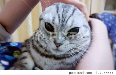 Stroking a cat with both hands 127256633