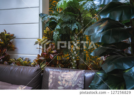 Cozy interior with vibrant tropical plants, dark brown leather sofa, patterned pillows, white paneled wall, and warm lighting in a boutique hotel. 127256829