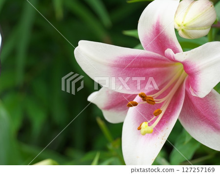 百合花特寫鏡頭 百合花特寫鏡頭 127257169