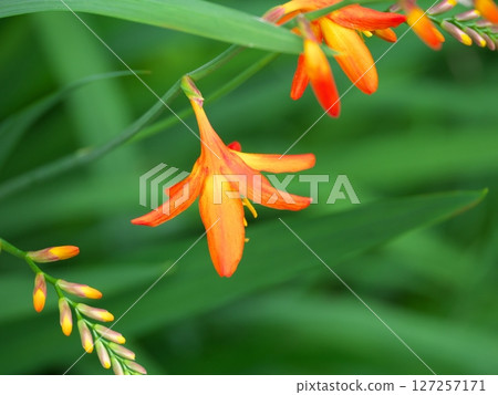 Himehigi ginsen 127257171