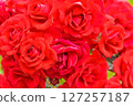 Early Summer Gardening: Rose Flowers 127257187