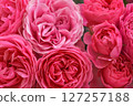 Early Summer Gardening: Rose Flowers 127257188