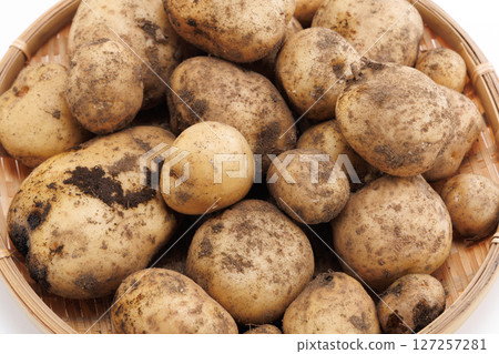 New potatoes with mud on them 127257281