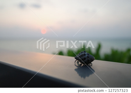 Dusk and Hermit Crab Dusk and Hermit Crab 127257323