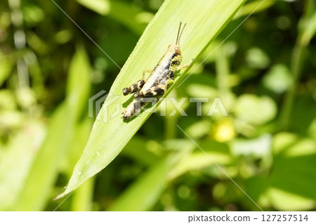 A grasshopper resting on a leaf 127257514