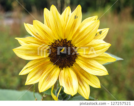 Sunflowers blooming early 127257521