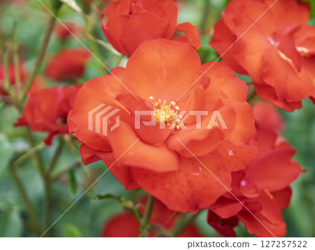 Rose flower in full bloom Rose flower in full bloom 127257522