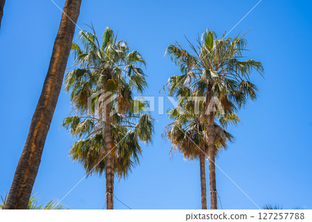 Vibrant palm trees with windblown fronds stand under a bright blue sky, showcasing the tropical charm of Cannes, France, during a sunny day. 127257788