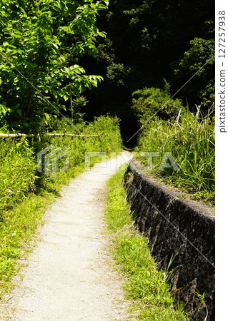 Walking along the forest path at the foot of Mt. Miwa 127257938