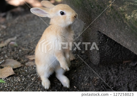 Baby rabbit standing up 127258023