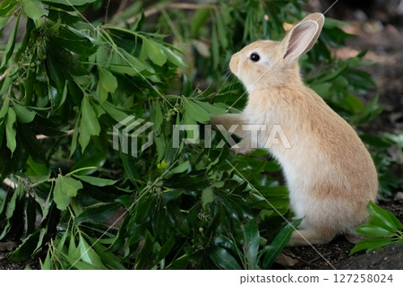A baby rabbit stands up and peeks A baby rabbit stands up and peeks 127258024