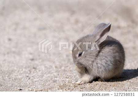 Round baby rabbit Round baby rabbit 127258031