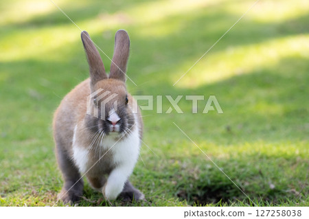 一隻混合巧克力兔子在草地上飛奔 一隻混合巧克力兔子在草地上飛奔 127258038