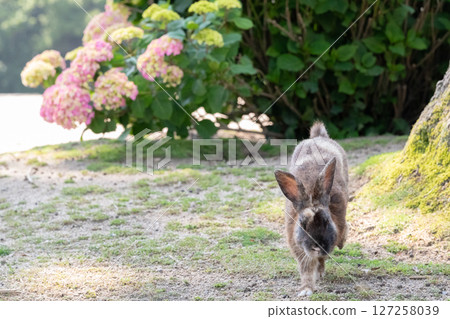 巧克力兔子和繡球花奔跑 127258039