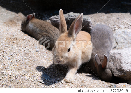 正在玩耍的小兔子們 正在玩耍的小兔子們 127258049