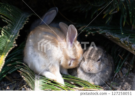 一隻小兔子在樹蔭下睡著了 一隻小兔子在樹蔭下睡著了 127258051