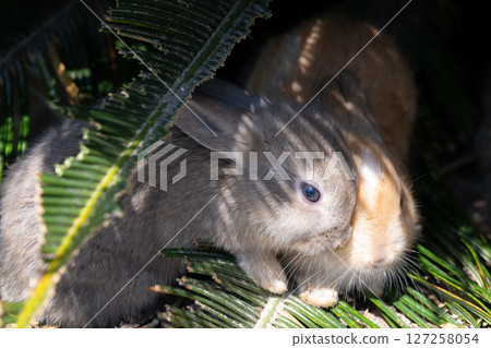 Baby rabbit playing in the shade Baby rabbit playing in the shade 127258054